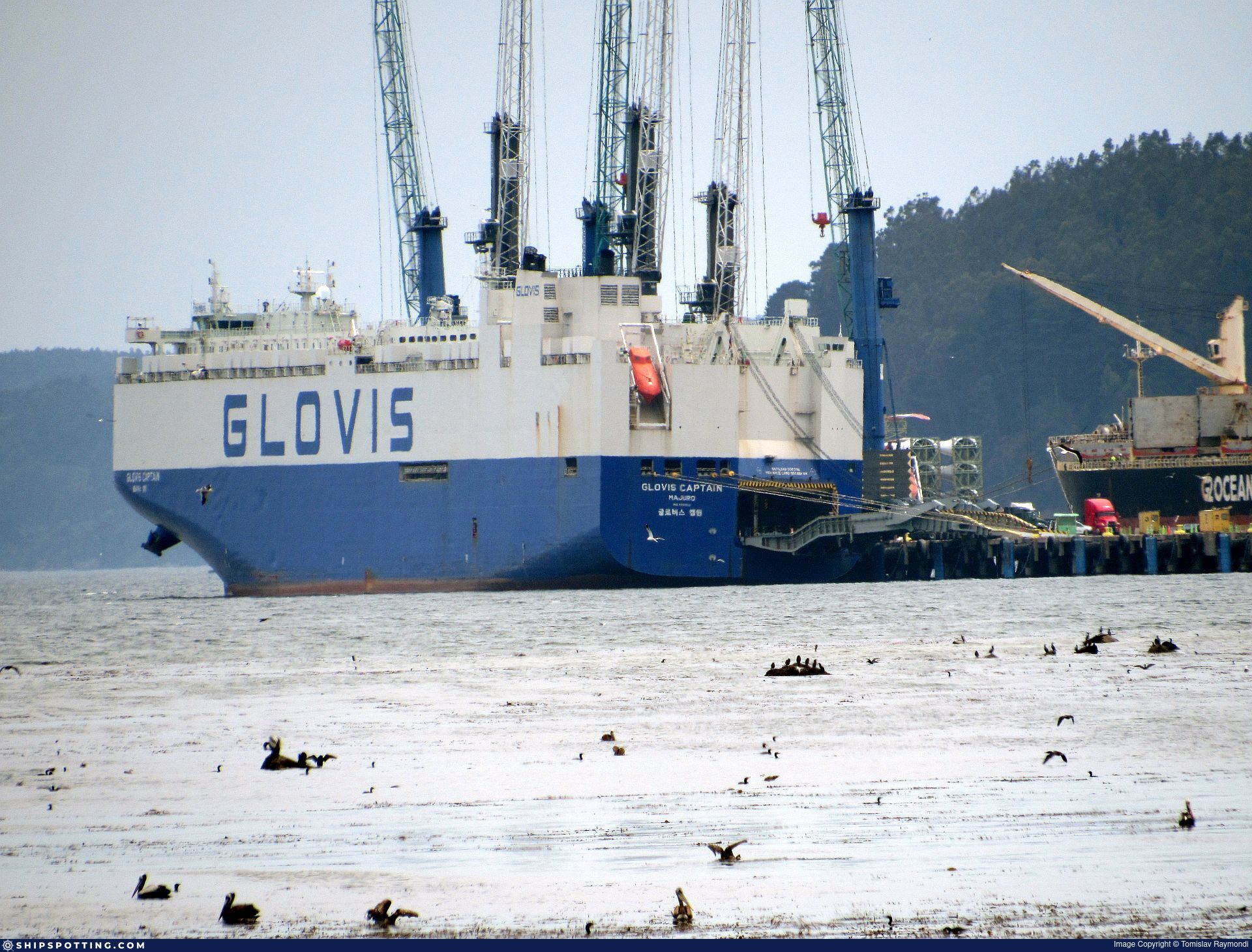 GLOVIS CAPTAIN - IMO 9707015 - ShipSpotting.com - Ship Photos, Information,  Videos and Ship Tracker